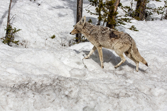 Coyote crossing snow mound