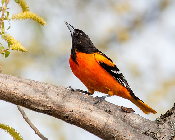 Baltimore Oriole at McGee Marsh