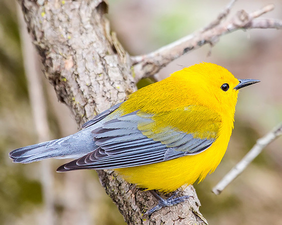 Prothonotary Warbler seen at McGee Marsh in Northern Ohio