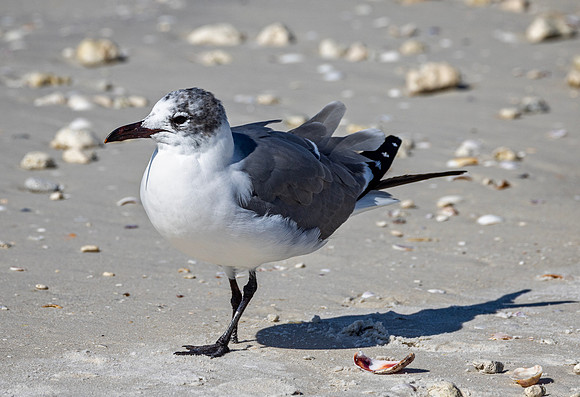 Laughing Gall with a disability - Honeymoon Island SP - 2025