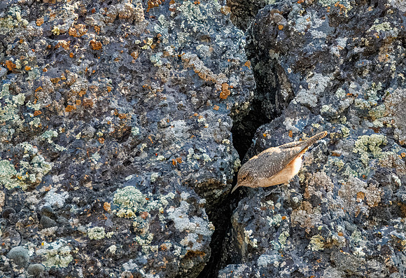 Rock Wren - Hell's Half Acre, ID - 2024
