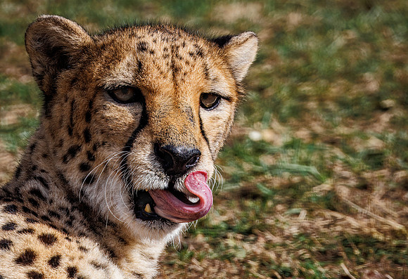 Cheetah - Columbus Zoo - 2024