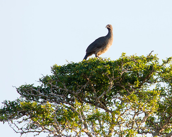 Plain Chachalaca