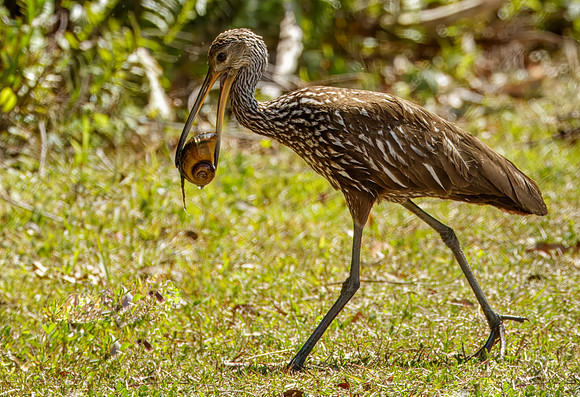 Limpkin with dinner - Shark Valley, Everglades - 2017
