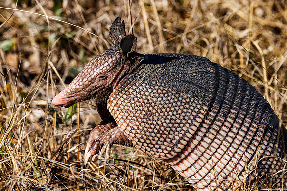 Nine-banded Armadillo - Chassahowitzka WMA, FL - 2025