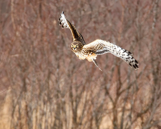 Northern Harrier female hunting in the meadows of Ottawa National Wildlife Refuge