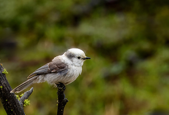 Canada Jay - Yellowstone - 2016