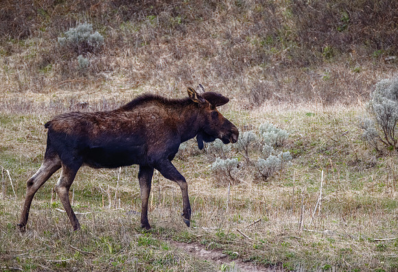 Bull Moose - Trout Lake, YNP - 2025
