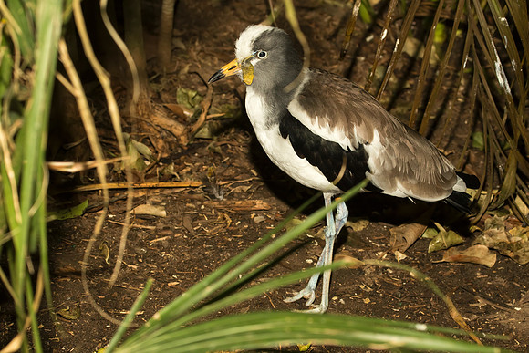 White-headed Lapwing