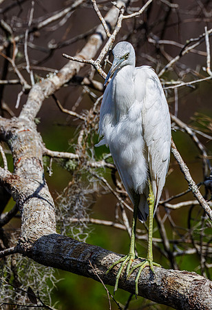 Great White Egret - Circle B Bar Preserve, FL - 2025
