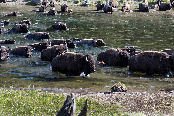 Bison herd with at least 9 calves crossing the Madison River