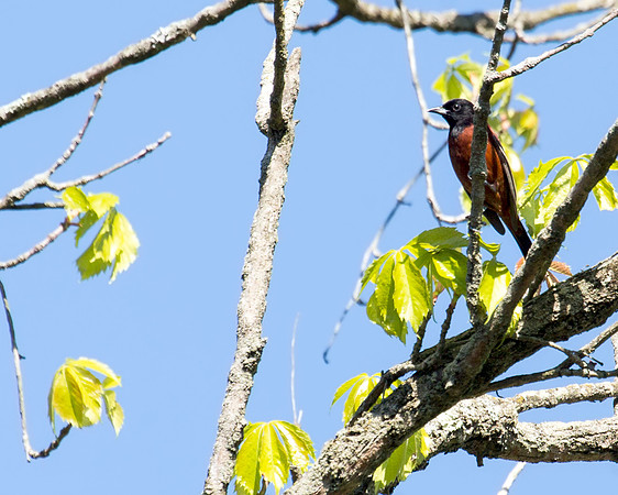 Orchard Oriole