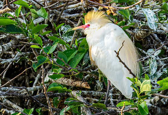 Cattle Egret - Delray Beach Florida - 2017