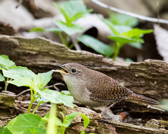 House Wren