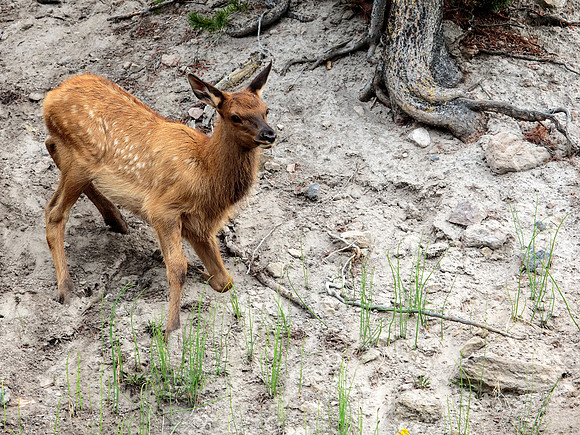 Young Elk fawn coming down hill