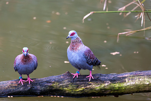 Speckled Pigeon