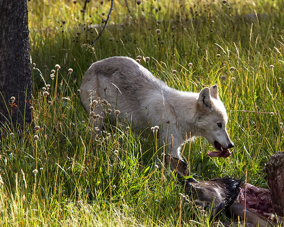 Disperser wolf having supper