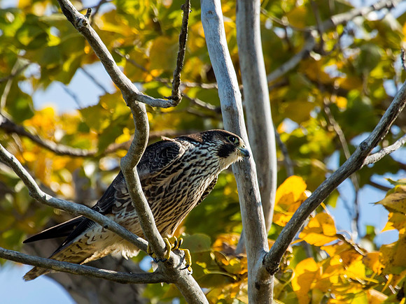 Peregrine Falcon