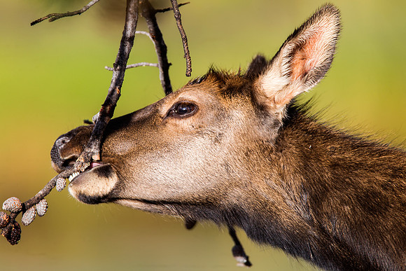 4-5 month old Elk fawn