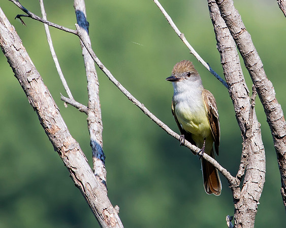 Brown-crested Flycatcher