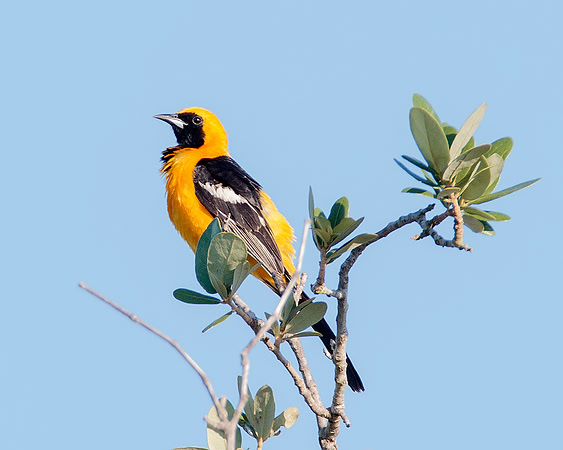 Hooded Oriole
