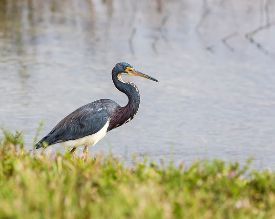 Tricolored Heron in Everglades National Park