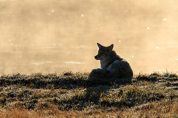 Coyote sunning itself by the Yellowstone River early one fall morning as the mist raises behind it off the river surface