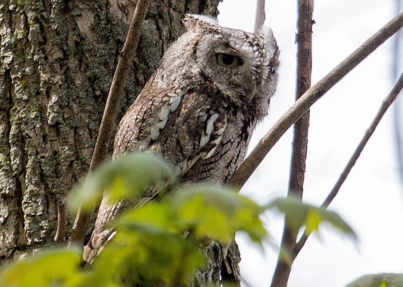 Eastern Screech-Owl