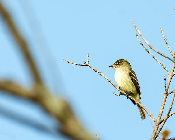 Least Flycatcher