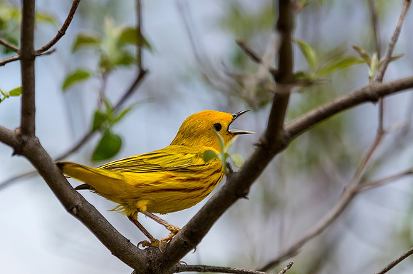 Yellow Warblers definitely loves to sing