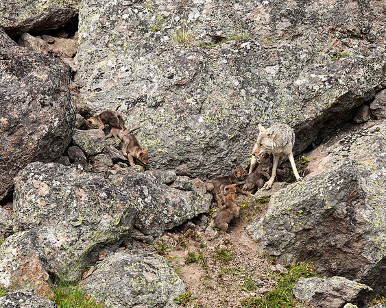 Coyote mother with some of her 9 pups