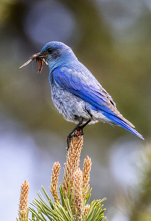 Mountain Bluebird - Yellowstone - 2023