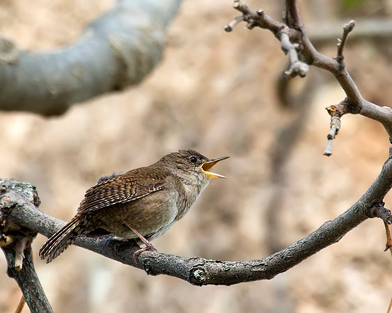 House Wren
