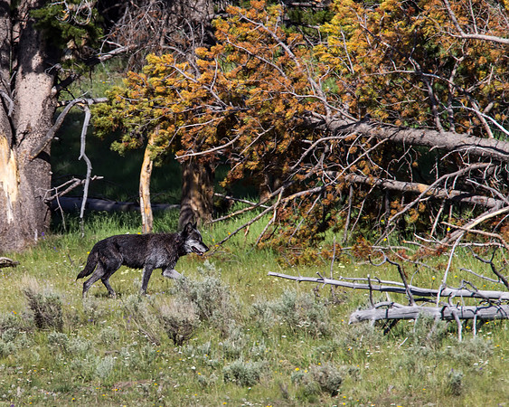 Alpha male of Canyon wolf pack