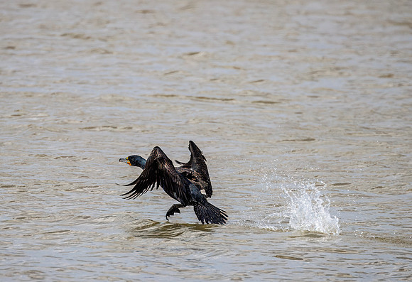 Double-crested Cormorant - Metzger Marsh State Wildlife Area - 2024