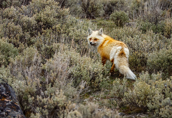Red Fox - Yellowstone - 2013