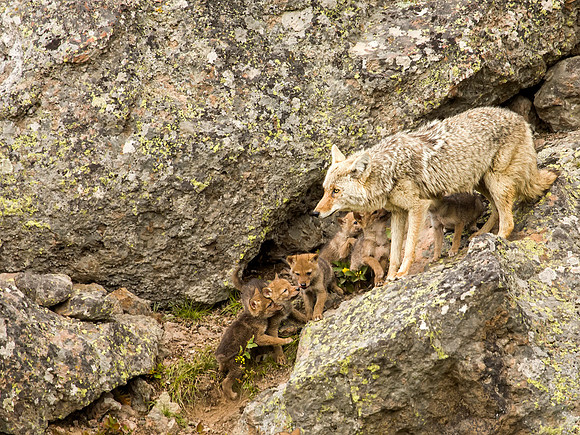 Coyote mother with some of her 9 pups