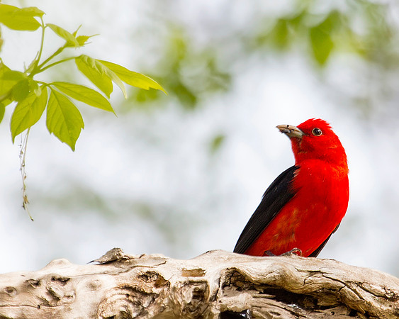 Scarlet Tanager