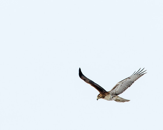 Rough-legged Hawk