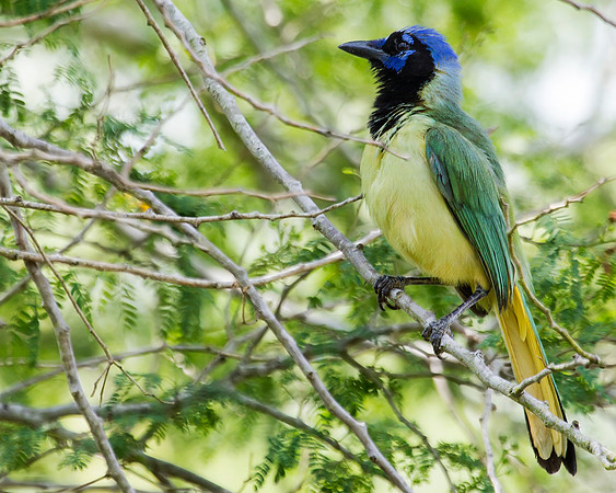 Green Jay