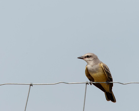 Western Kingbird