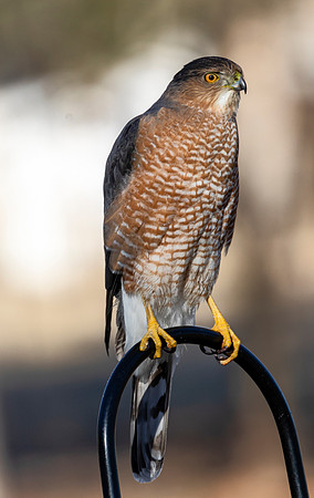 Cooper Hawk visited our back yard this week. For some reason the little birds were suddenly gone.