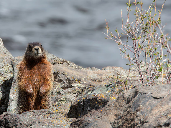 Yellow-bellied Marmot