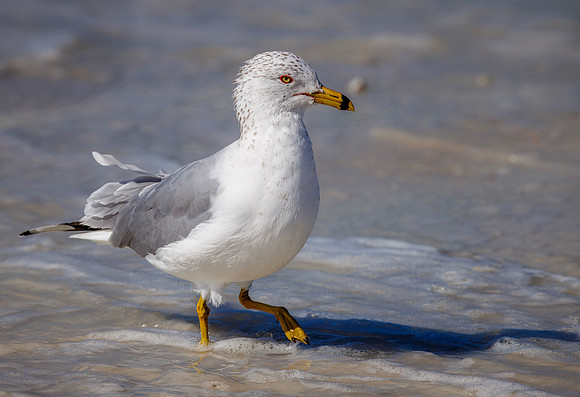 Ring-billed Gull - Honeymoon Island SP, FL - 2025