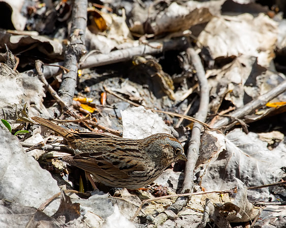 Lincoln's Sparrow